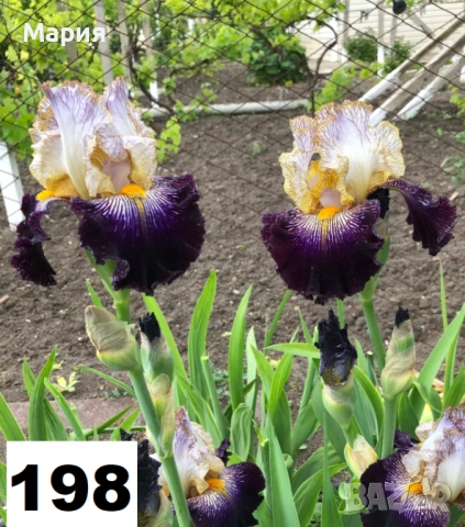 Сортови вискоки ириси /брадати ириси, снимка 7 - Градински цветя и растения - 51459166