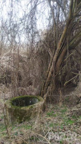 Осиково дворно място с къща, снимка 12 - Къщи - 35534250