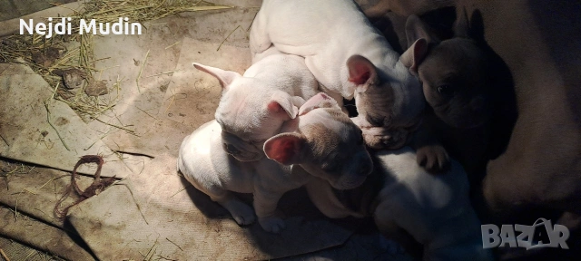 френски булдочета, снимка 11 - Френски булдог - 53112390