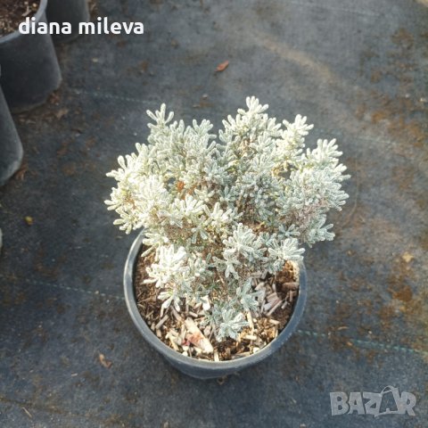 САНТОЛИНА СРЕБРИСТА,  Santolina chamaecyparissus, снимка 10 - Градински цветя и растения - 42253021