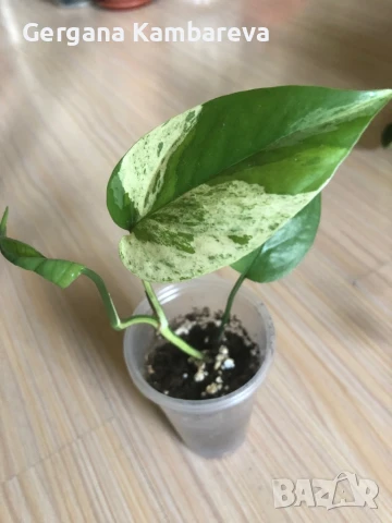 Epipremnum pinnatum Marble , снимка 2 - Стайни растения - 50837204