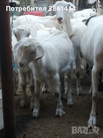 Продавам козлета и овен, снимка 1