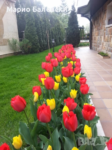 Озеленяване и поддръжка на градини , снимка 7 - Други - 53493481