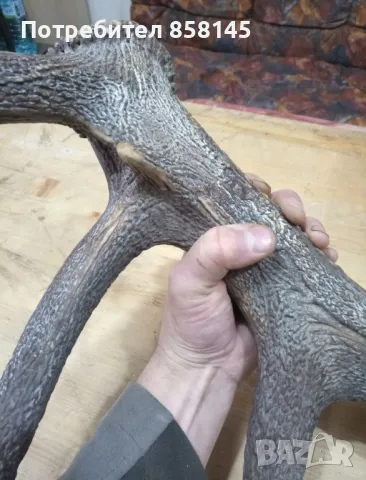 Рога от благороден елен, снимка 9 - Антикварни и старинни предмети - 50062175