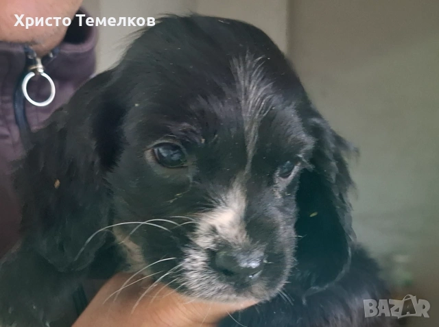 Продавам малки кокер шпаньоли, снимка 7 - Кокер шпаньол - 53458798