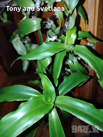 Ароматна Кализия (Calisia Fragrans) - стайно цвете с широко приложение в народната медицина , снимка 13 - Стайни растения - 53489071