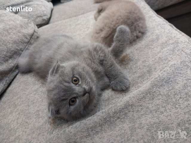 Шотландски клепоухи бебета , снимка 16 - Британска късокосместа - 24994547