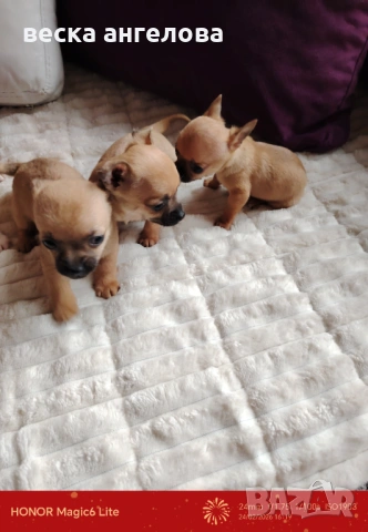 Чаровни мини чихуахуа , снимка 3 - Чихуахуа - 53608068