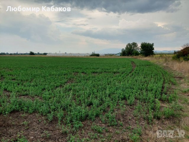 Парцел 7 дка с. Петърч, Софийска област, снимка 2 - Земеделска земя - 38364892