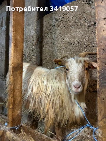 Калоферска коза