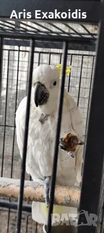 Sulfur crested cockatoo , снимка 6 - Папагали - 48281058