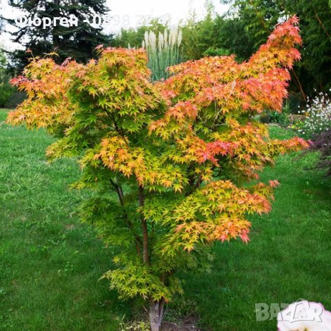  АЦЕР - ЯПОНСКИ КЛЕН , ОРАНЖЕВ- ACER PALMATUM ‘ORANGE DREAM’