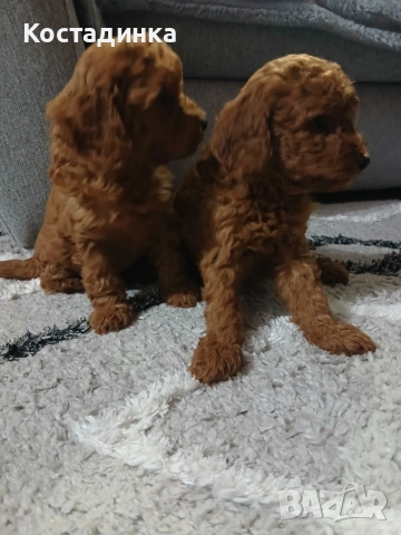 той пудели малки 