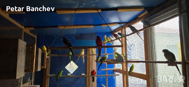 монаси александри розели , снимка 2 - Папагали - 52672580