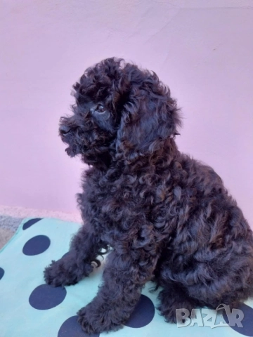 Той Пудел Мини Пудел, снимка 2 - Пудели - 51751120