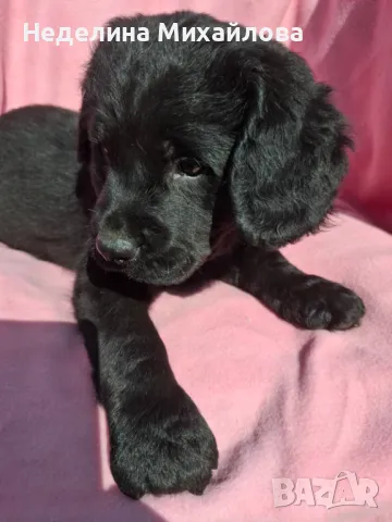 Лабрадудел, снимка 1