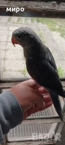 Бебета Малък Александър, ръчно хранени!, снимка 13 - Папагали - 50318040