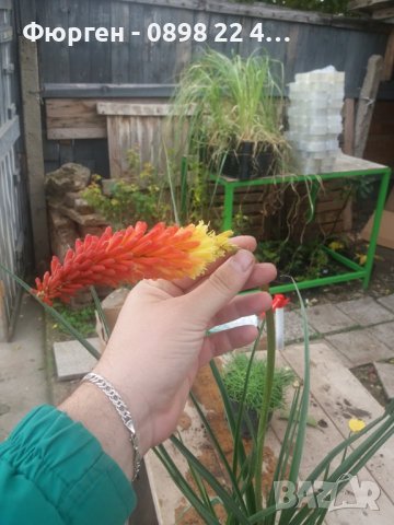 Книфофия - факелна лилия, снимка 3 - Разсади - 38086906