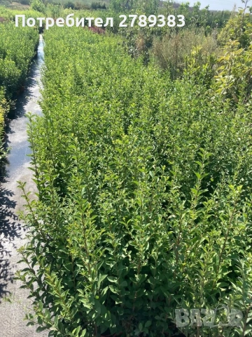 Лигуструм в контейнер, снимка 3 - Градински цветя и растения - 53053439