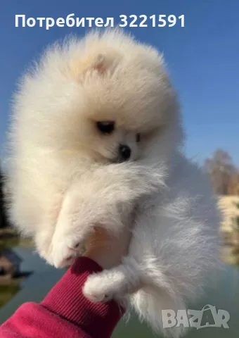 Померан , снимка 2 - Померан - 49858182