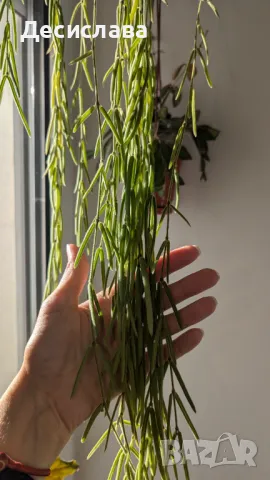 Хоя/ Hoya (резници-cuttings) , снимка 11 - Стайни растения - 47188490