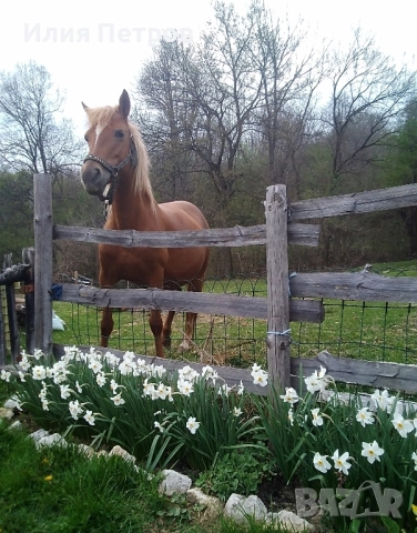 кобила , снимка 8 - Коне - 52154501