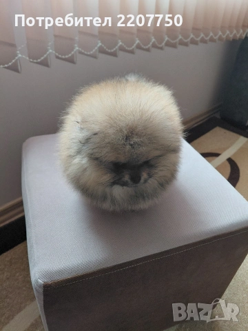 продавам померан 