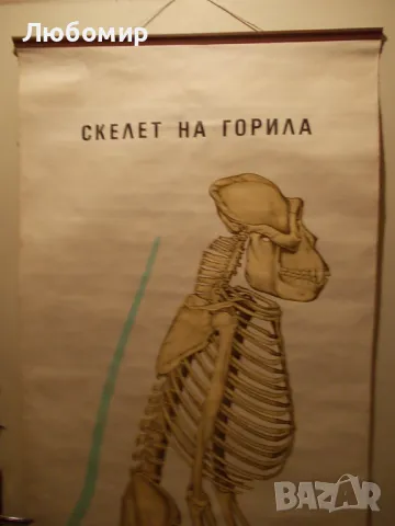 Старинно учебно табло Анатомия, снимка 3 - Антикварни и старинни предмети - 48677304