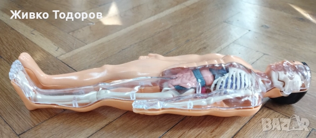 Образователна анатомична фигура - Човешко тяло 3D, 29.5см, снимка 3 - Образователни игри - 51702687