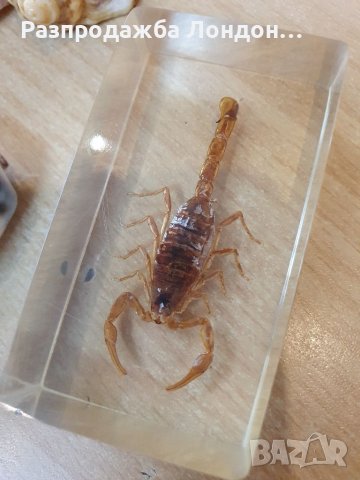 Морски стил, миди и др., снимка 2 - Декорация за дома - 37537214