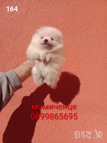 Померани. Мъжки и женски. , снимка 7 - Померан - 52929308