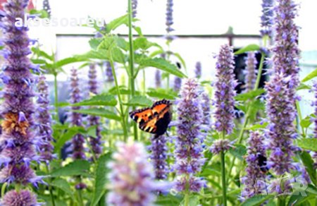 Семена от Лофант медоносна билка за чай и медонос за пчелите за пчелина многогодишен храст за декора, снимка 8 - Сортови семена и луковици - 37711102