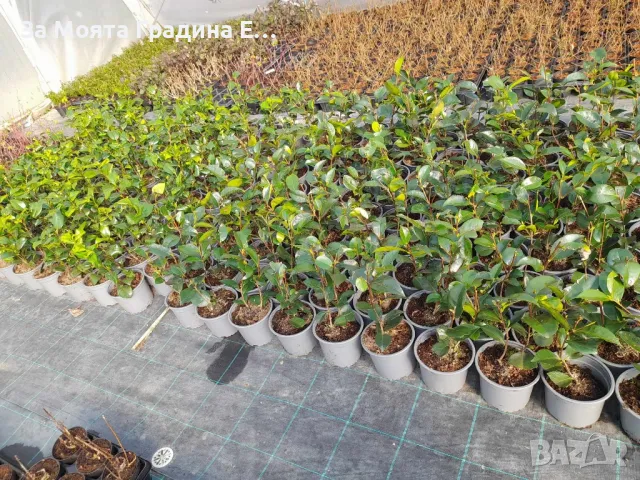 Камелия - Kamelia flower, снимка 7 - Градински цветя и растения - 49761578