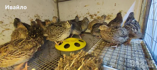 пъдпъдъци , снимка 6 - други­ - 49160828