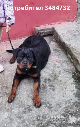  Женски ротвайлер 