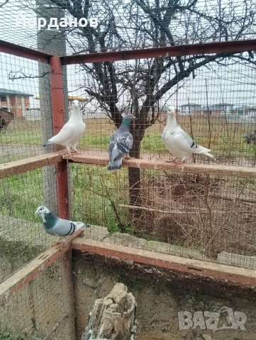 Пощенски гълъби