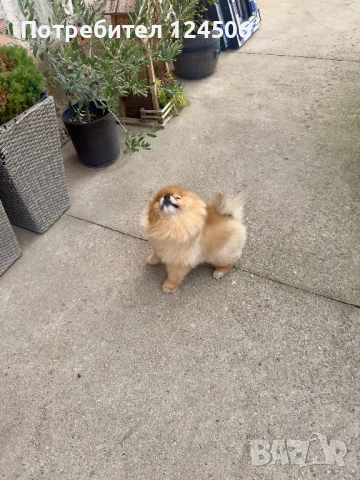 Померан мъжки за разплод FCI, снимка 4 - Померан - 51996454