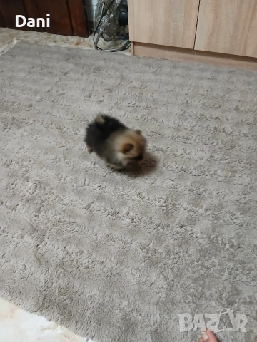 Mini Pomeran, снимка 7 - Померан - 52793701