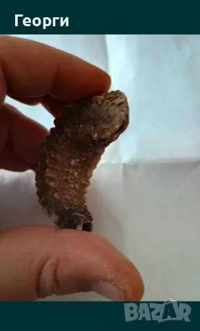 Фосил стрида, снимка 7 - Други ценни предмети - 50110044