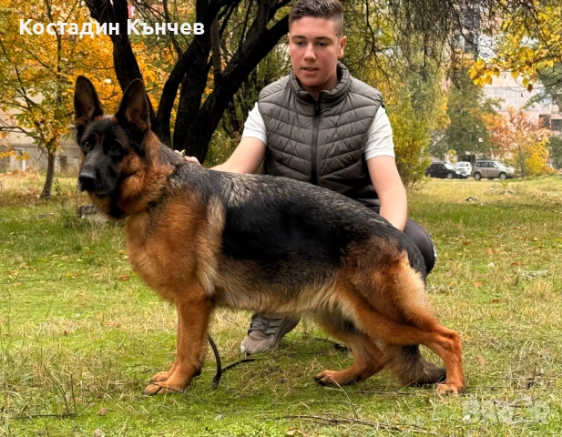 Мъжко кученце немска овчарка, снимка 3 - Немска овчарка - 53222722