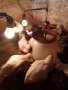 Пилета легхорн,голошийки и шарени, снимка 1 - Кокошки и пуйки - 44130350
