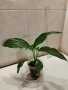 Спатифилум/Лилия на мира, снимка 3