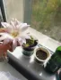 Кактус цъфтящ , снимка 8