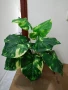 изкуствени цветя в кашпи , снимка 3