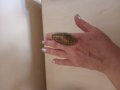 Невероятно красив Арт Деко прьстен с имитация на кехлибар, снимка 7