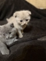 Уникални британски котенца , снимка 7