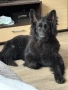 Черна немска овчарка , снимка 2