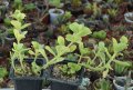 Седум (Sedum rhodocarpum), снимка 1 - Стайни растения - 37398331