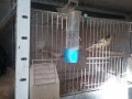 Продавам певчески канари, снимка 10