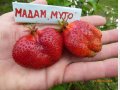 Ягода сорт "Мадам Муто", снимка 6